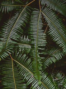 Preview wallpaper fern, leaves, plant, green, macro