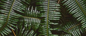 Preview wallpaper fern, leaves, plant, green, macro