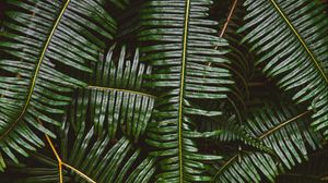 Preview wallpaper fern, leaves, plant, green, macro