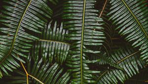 Preview wallpaper fern, leaves, plant, green, macro