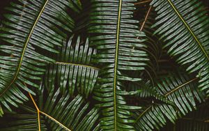 Preview wallpaper fern, leaves, plant, green, macro