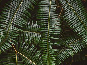 Preview wallpaper fern, leaves, plant, green, macro