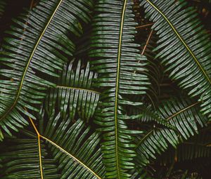 Preview wallpaper fern, leaves, plant, green, macro