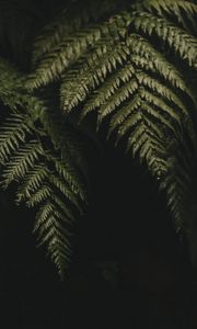 Preview wallpaper fern, leaves, plant, green, dark, macro