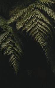 Preview wallpaper fern, leaves, plant, green, dark, macro