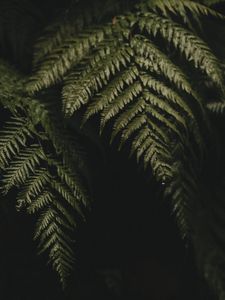 Preview wallpaper fern, leaves, plant, green, dark, macro