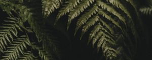 Preview wallpaper fern, leaves, plant, green, dark, macro