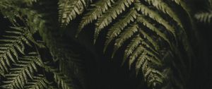 Preview wallpaper fern, leaves, plant, green, dark, macro