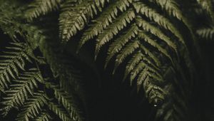 Preview wallpaper fern, leaves, plant, green, dark, macro