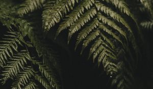 Preview wallpaper fern, leaves, plant, green, dark, macro