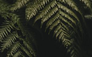 Preview wallpaper fern, leaves, plant, green, dark, macro