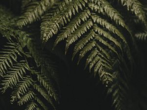 Preview wallpaper fern, leaves, plant, green, dark, macro