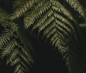 Preview wallpaper fern, leaves, plant, green, dark, macro