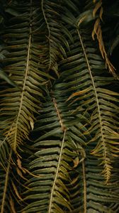 Preview wallpaper fern, leaves, plant, green, tropical