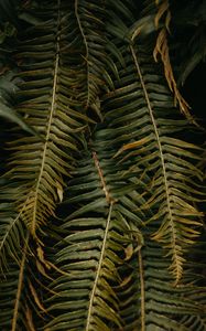 Preview wallpaper fern, leaves, plant, green, tropical