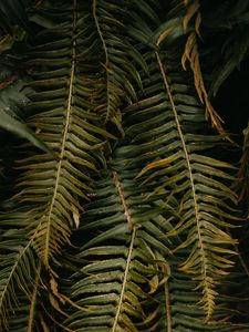 Preview wallpaper fern, leaves, plant, green, tropical