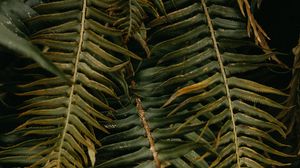 Preview wallpaper fern, leaves, plant, green, tropical