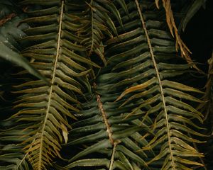 Preview wallpaper fern, leaves, plant, green, tropical