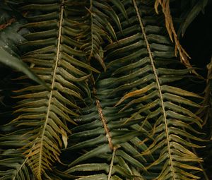 Preview wallpaper fern, leaves, plant, green, tropical