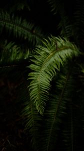 Preview wallpaper fern, leaves, plant, macro, green, dark