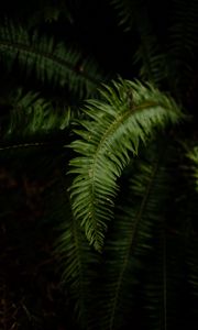 Preview wallpaper fern, leaves, plant, macro, green, dark