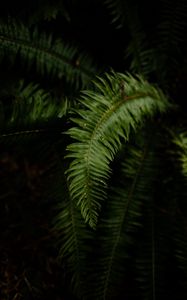 Preview wallpaper fern, leaves, plant, macro, green, dark