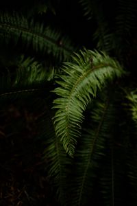 Preview wallpaper fern, leaves, plant, macro, green, dark