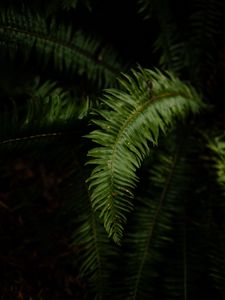 Preview wallpaper fern, leaves, plant, macro, green, dark