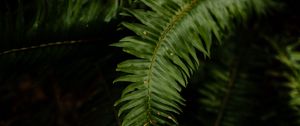 Preview wallpaper fern, leaves, plant, macro, green, dark