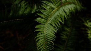 Preview wallpaper fern, leaves, plant, macro, green, dark