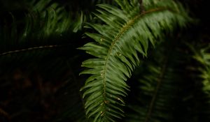 Preview wallpaper fern, leaves, plant, macro, green, dark