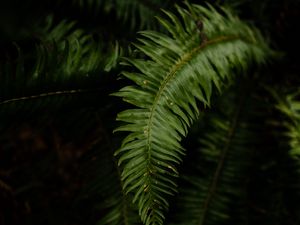 Preview wallpaper fern, leaves, plant, macro, green, dark