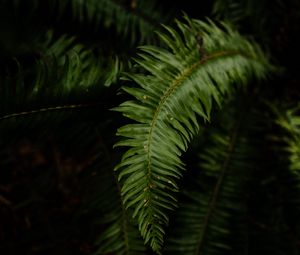Preview wallpaper fern, leaves, plant, macro, green, dark