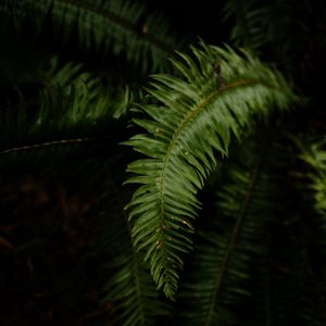 Preview wallpaper fern, leaves, plant, macro, green, dark