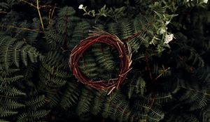 Preview wallpaper fern, leaves, plant, wreath, branches, macro