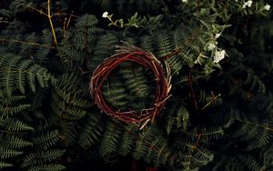 Preview wallpaper fern, leaves, plant, wreath, branches, macro