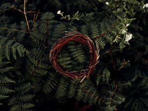 Preview wallpaper fern, leaves, plant, wreath, branches, macro