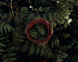 Preview wallpaper fern, leaves, plant, wreath, branches, macro