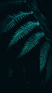 Preview wallpaper fern, leaves, plant, macro, dark