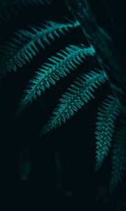 Preview wallpaper fern, leaves, plant, macro, dark