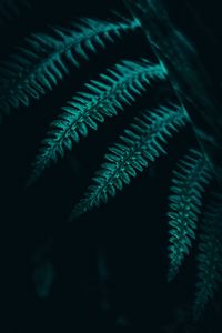 Preview wallpaper fern, leaves, plant, macro, dark