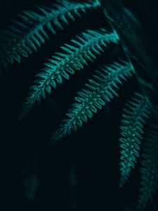 Preview wallpaper fern, leaves, plant, macro, dark