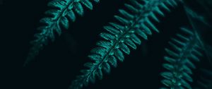 Preview wallpaper fern, leaves, plant, macro, dark