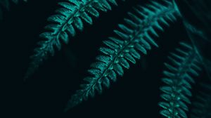Preview wallpaper fern, leaves, plant, macro, dark