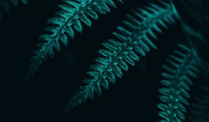 Preview wallpaper fern, leaves, plant, macro, dark