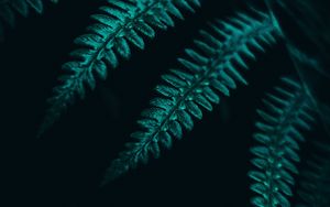 Preview wallpaper fern, leaves, plant, macro, dark