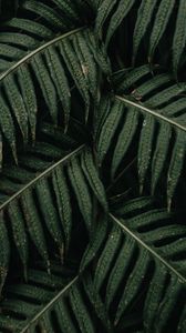 Preview wallpaper fern, leaves, plant, bush, green, macro