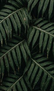 Preview wallpaper fern, leaves, plant, bush, green, macro