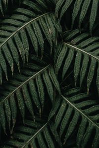 Preview wallpaper fern, leaves, plant, bush, green, macro