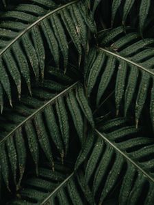 Preview wallpaper fern, leaves, plant, bush, green, macro